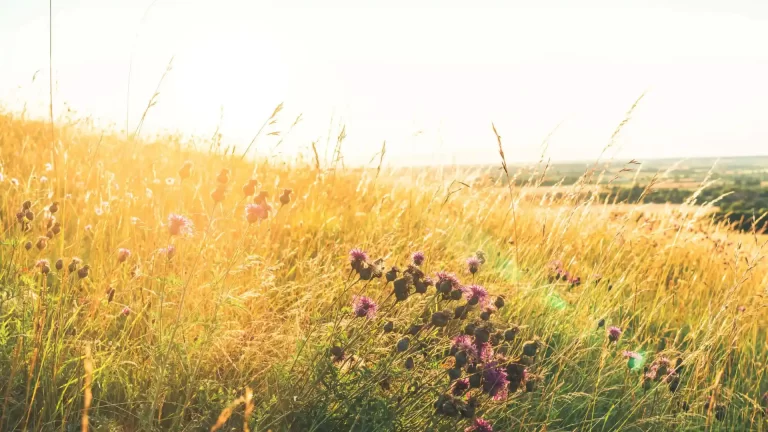 Meadow and Hills