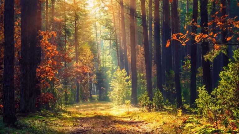 Woods with Sunray
